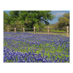 Texas Bluebonnets Country Photographic Art Print Foto Afdruk