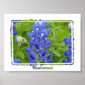 Texas Bluebonnets Digital Waterverf Poster (Voorkant)