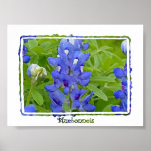 Texas Bluebonnets Digital Waterverf Poster