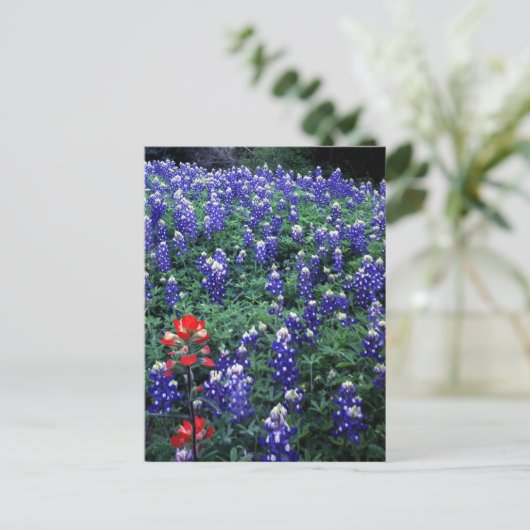 Texas Bluebonnets en Indian PaintBruse Briefkaart (Staand voorkant)