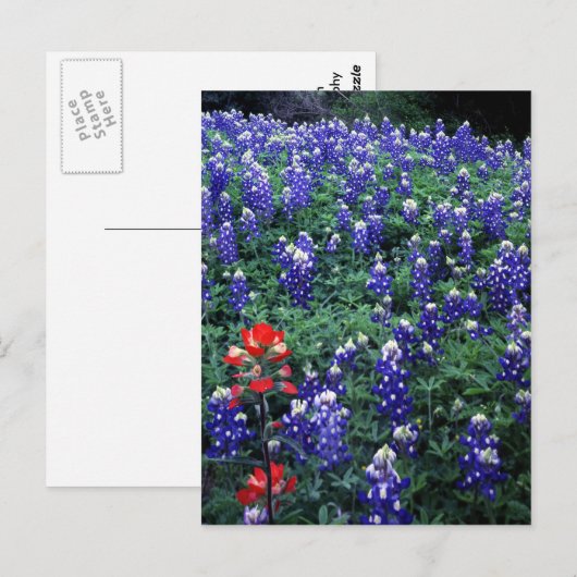Texas Bluebonnets en Indian PaintBruse Briefkaart (Voorkant / Achterkant)