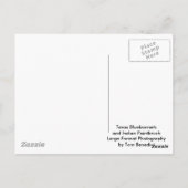 Texas Bluebonnets en Indian PaintBruse Briefkaart (Achterkant)