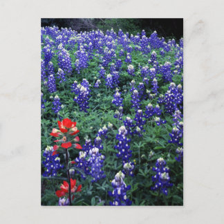 Texas Bluebonnets en Indian PaintBruse Briefkaart