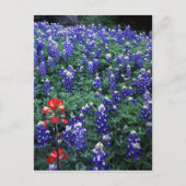 Texas Bluebonnets en Indian PaintBruse Briefkaart (Voorkant)