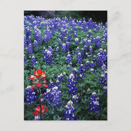 Texas Bluebonnets en Indian PaintBruse Briefkaart (Voorkant)
