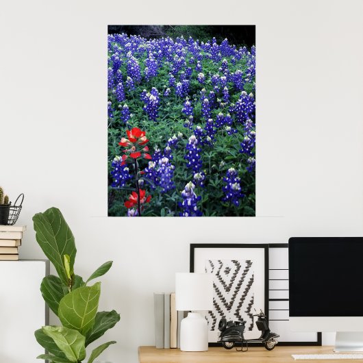 Texas Bluebonnets en Indian PaintBruse Poster (Thuiskantoor)