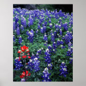 Texas Bluebonnets en Indian PaintBruse Poster (Voorkant)