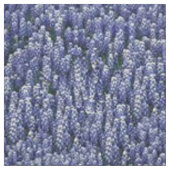 Texas Bluebonnets Fabric Stof (Swatch)