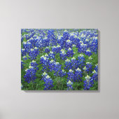 Texas Bluebonnets Field 2 Uitgerekte Canvas Print (Voorkant)