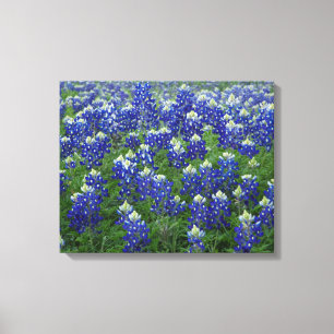 Texas Bluebonnets Field 2 Uitgerekte Canvas Print