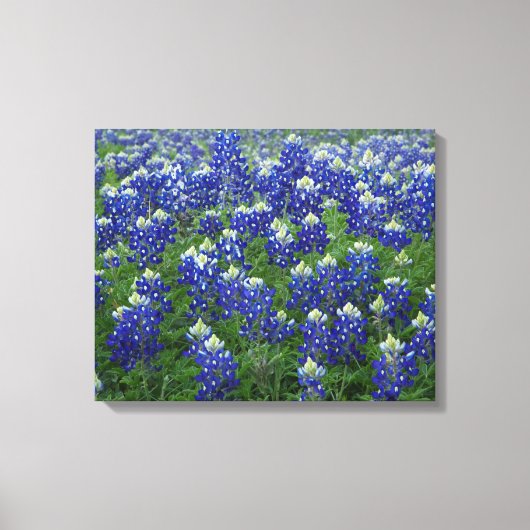 Texas Bluebonnets Field 2 Uitgerekte Canvas Print (Voorkant)