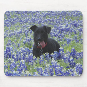 Texas Bluebonnets Field Cute Puppy Dog Foto Muismat