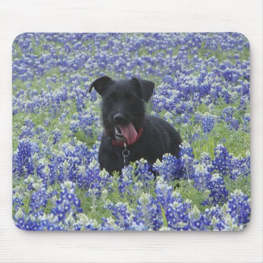 Texas Bluebonnets Field Cute Puppy Dog Foto Muismat (Voorkant)
