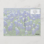 Texas Bluebonnets Field Foto Briefkaart (Achterkant)