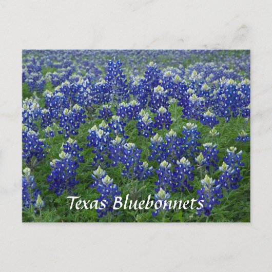 Texas Bluebonnets Field Foto Briefkaart (Voorkant)