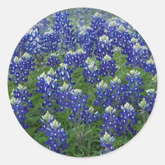 Texas Bluebonnets Field Foto Stickers (Voorkant)
