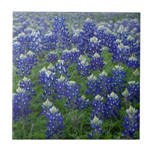 Texas Bluebonnets Field Foto Tegeltje