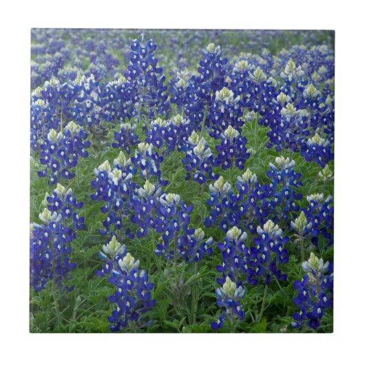 Texas Bluebonnets Field Foto Tegeltje (Voorkant)