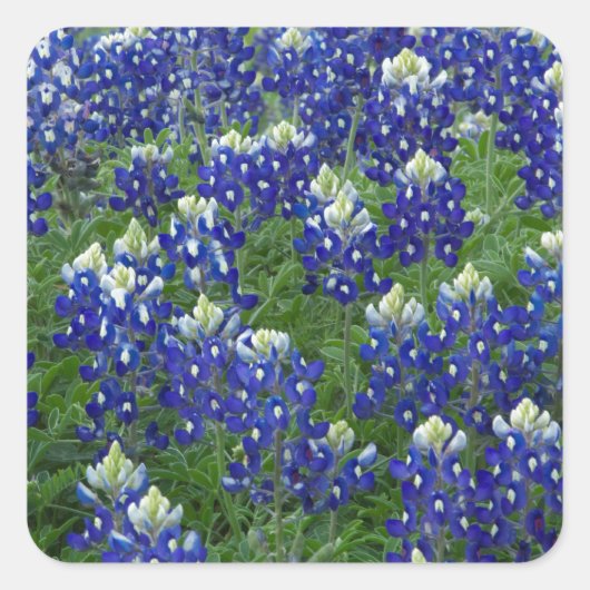 Texas Bluebonnets Field Photo Vierkante Sticker (Voorkant)