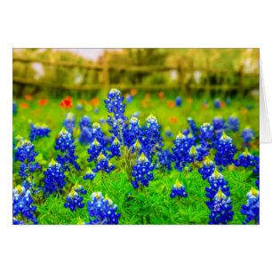 Texas Bluebonnets Floral