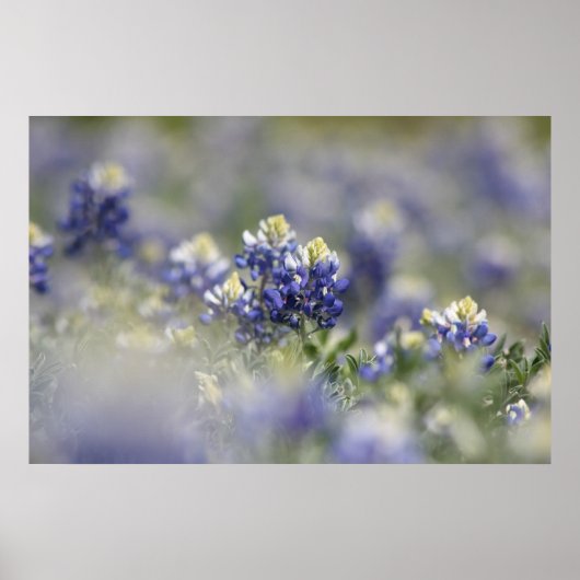 Texas Bluebonnets Fotograaf #5 Poster (Voorkant)