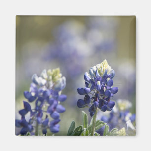 Texas Bluebonnets Fotograaf #7 Magneet