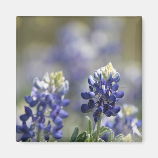 Texas Bluebonnets Fotograaf #7 Magneet (Voorkant)
