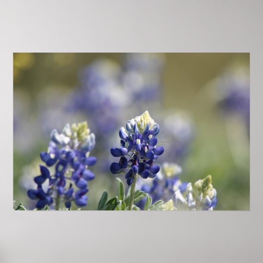 Texas Bluebonnets Fotograaf #7 Poster (Voorkant)