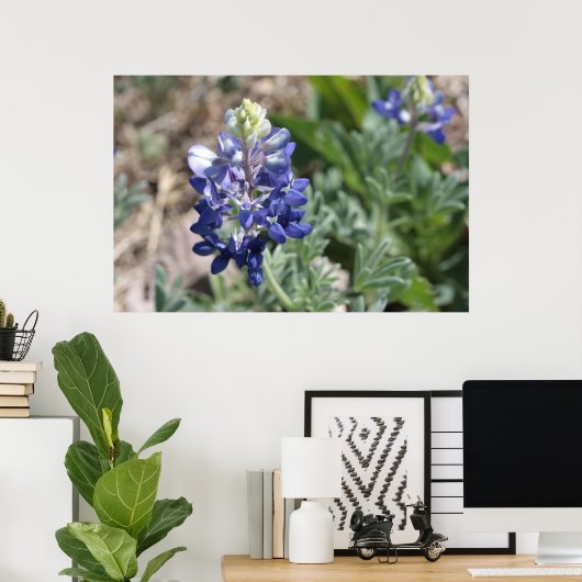 Texas Bluebonnets Fotograaf #8 Poster (Thuiskantoor)