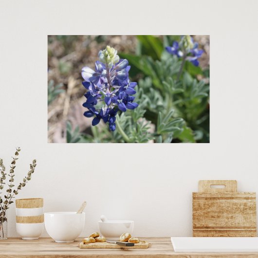 Texas Bluebonnets Fotograaf #8 Poster (Keuken)