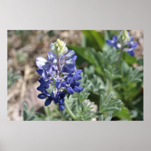 Texas Bluebonnets Fotograaf #8 Poster