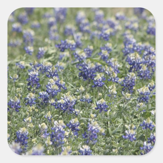 Texas Bluebonnets Fotograafserie #11 Vierkante Sticker (Voorkant)