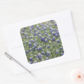 Texas Bluebonnets Fotograafserie #11 Vierkante Sticker (Envelop)