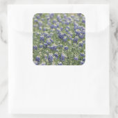 Texas Bluebonnets Fotograafserie #11 Vierkante Sticker (Tas)