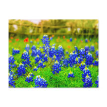 Texas Bluebonnets Indian PaintBrusal