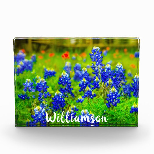 Texas Bluebonnets Indiande naam van de Paintpensfa Fotoblokken (Voorkant)