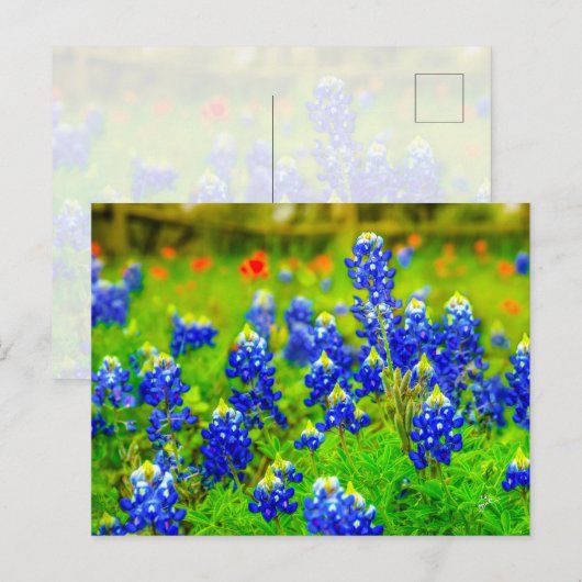Texas Bluebonnets Indiase verfkwast Briefkaart (Voorkant / Achterkant)