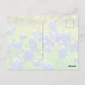 Texas Bluebonnets Indiase verfkwast Briefkaart (Achterkant)