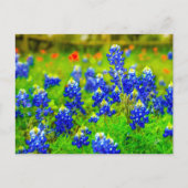 Texas Bluebonnets Indiase verfkwast Briefkaart (Voorkant)
