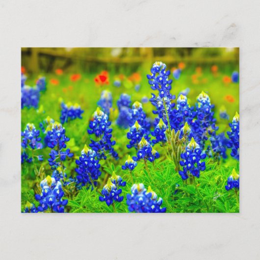 Texas Bluebonnets Indiase verfkwast Briefkaart (Voorkant)