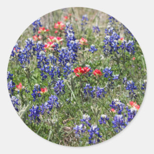 Texas Bluebonnets & Indiase verfkwast Wildbloemen Ronde Sticker