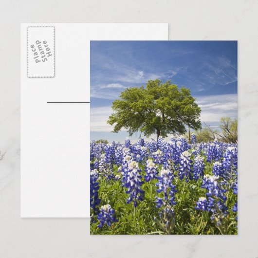 Texas bluebonnets (lupinus texensis) en eik briefkaart (Voorkant / Achterkant)