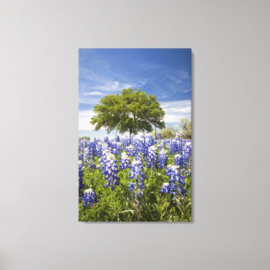 Texas bluebonnets(Lupinus texensis) en eik Canvas Afdruk (Voorkant)