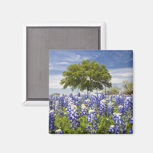 Texas bluebonnets (lupinus texensis) en eik magneet (Voorkant / Achterkant)