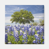 Texas bluebonnets (lupinus texensis) en eik magneet (Voorkant)