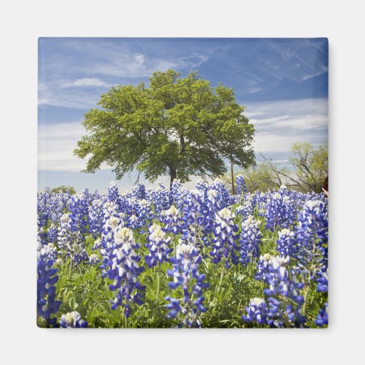 Texas bluebonnets (lupinus texensis) en eik magneet (Voorkant)
