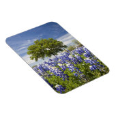 Texas bluebonnets (Lupinus texensis) en eik Magneet (Rechterzijde)