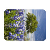 Texas bluebonnets (Lupinus texensis) en eik Magneet (Horizontaal)