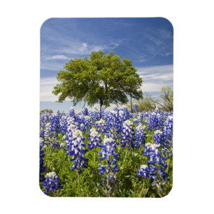 Texas bluebonnets (Lupinus texensis) en eik Magneet
