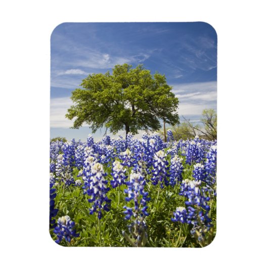 Texas bluebonnets (Lupinus texensis) en eik Magneet (Verticaal)